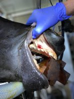 Liyou X-Ray Block Liyou X-Ray Block